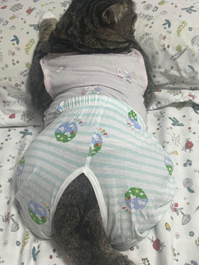 一看就是奶奶养大的猫 ​​​