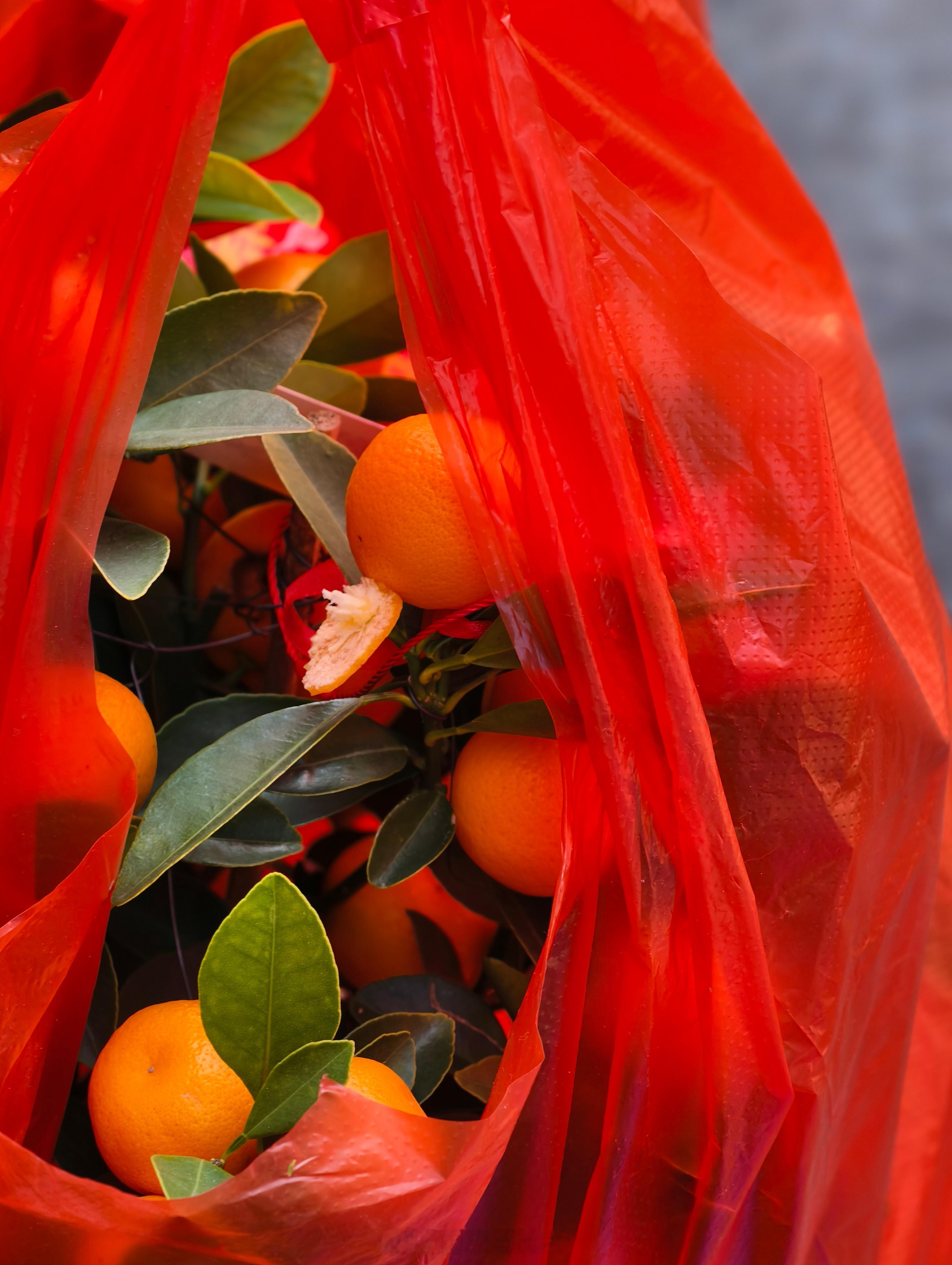 臭小子，年桔还没到家就摘来吃了我小时候也这样🤦♂️ 