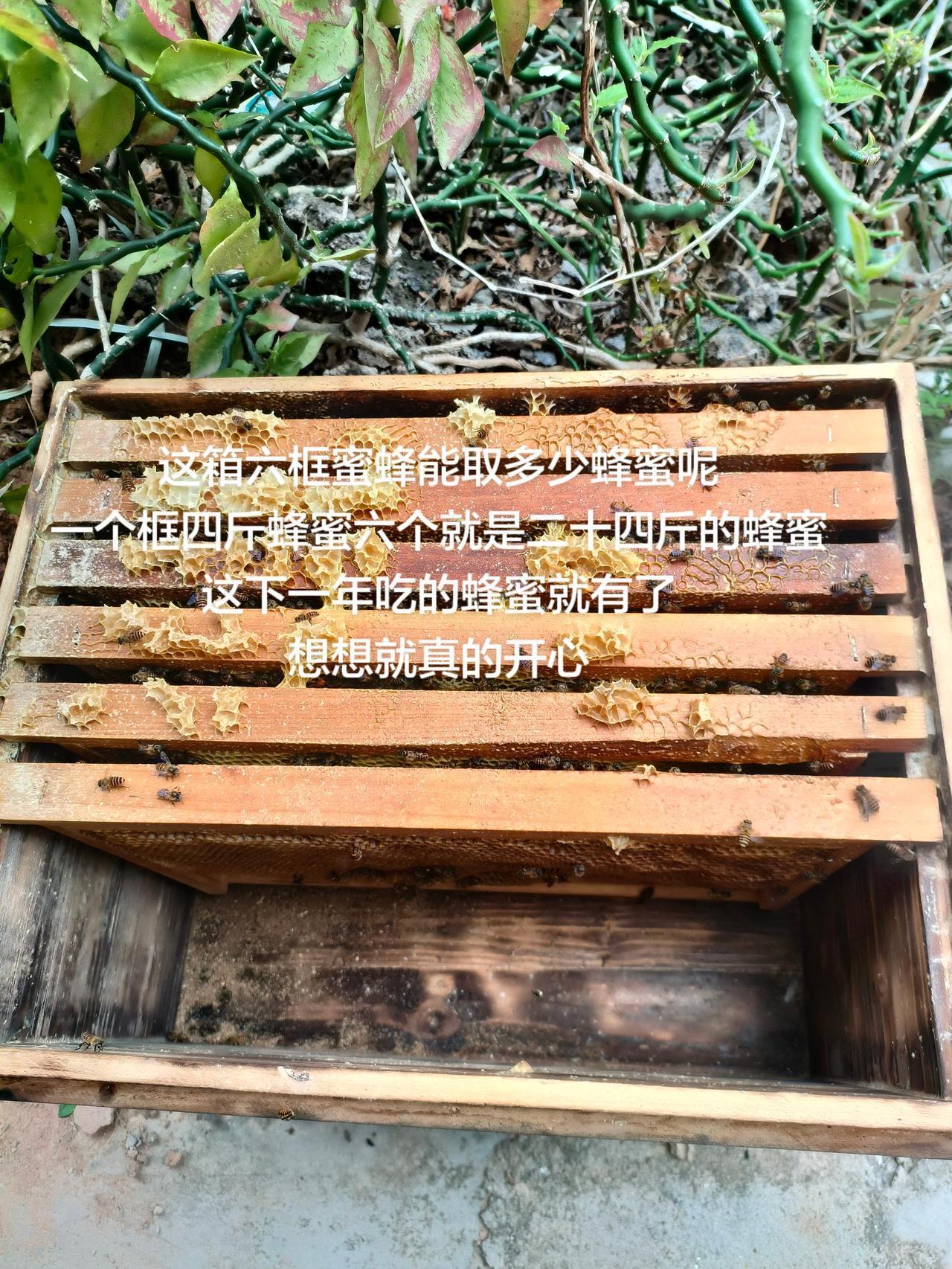 这箱六框蜜蜂能取多少蜂蜜呢
一个框四斤蜂蜜六个就是二十四斤的蜂蜜
这下一年吃的蜂