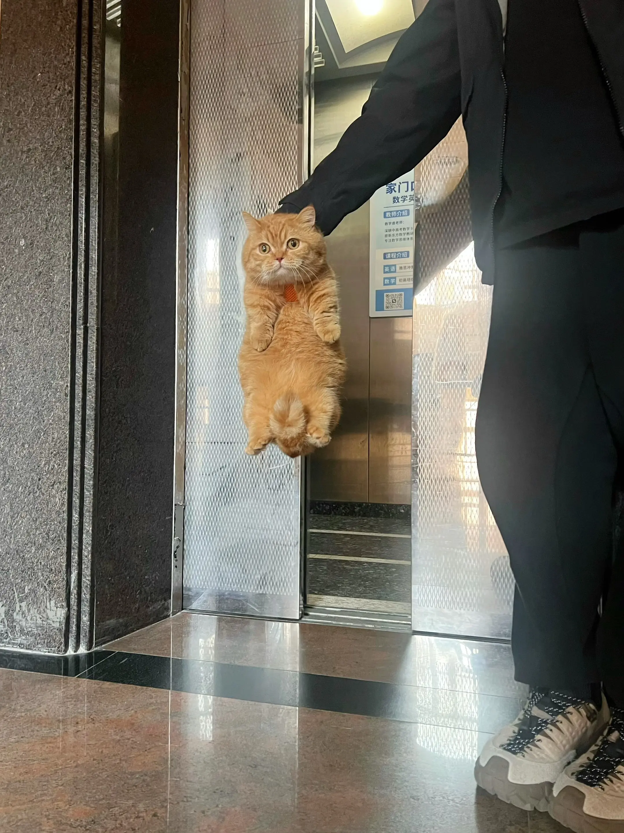 是否配得上一顿胖揍！天天往外跑，直接冲进电梯！