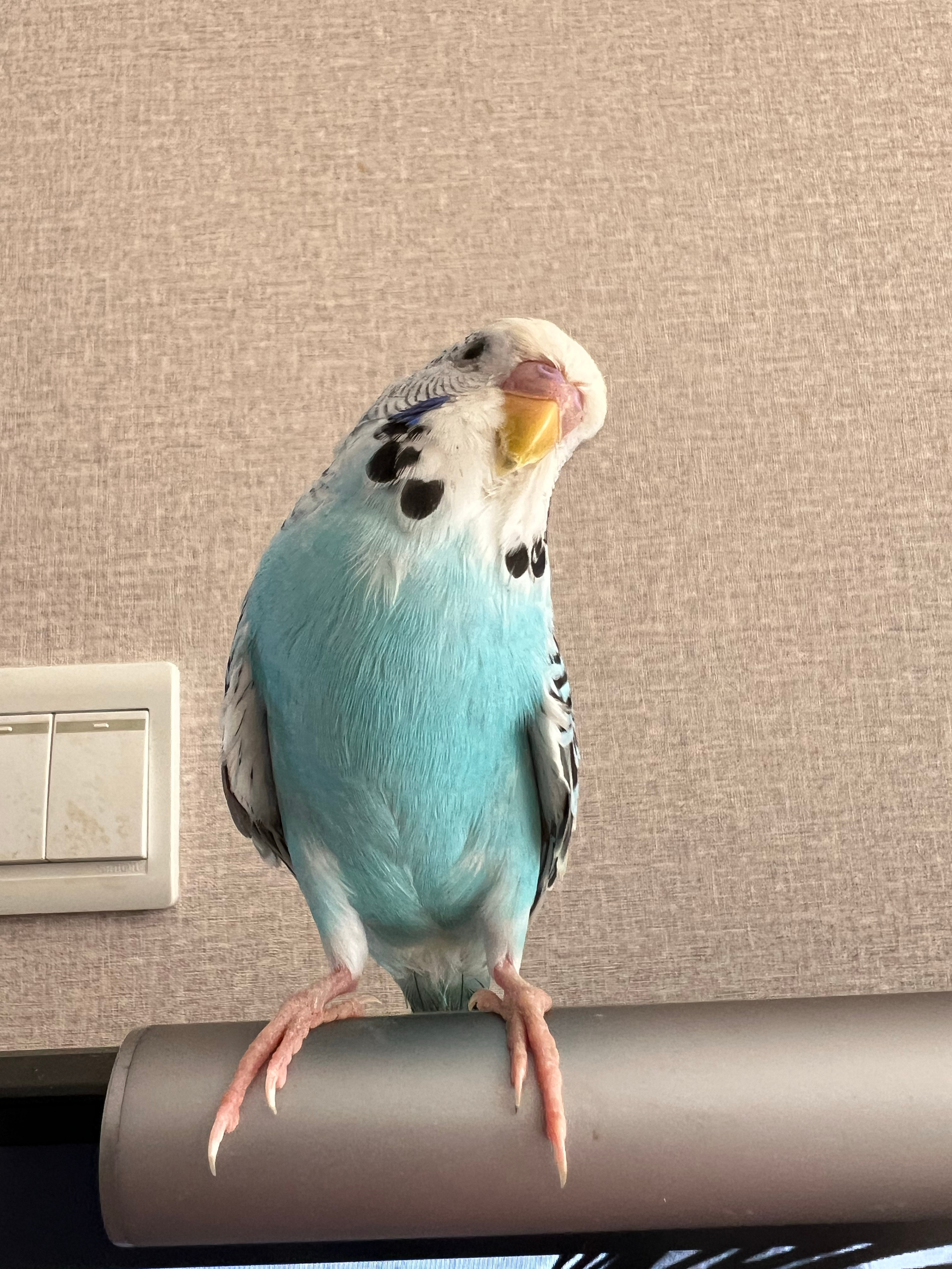 大家好[收到] ​​​