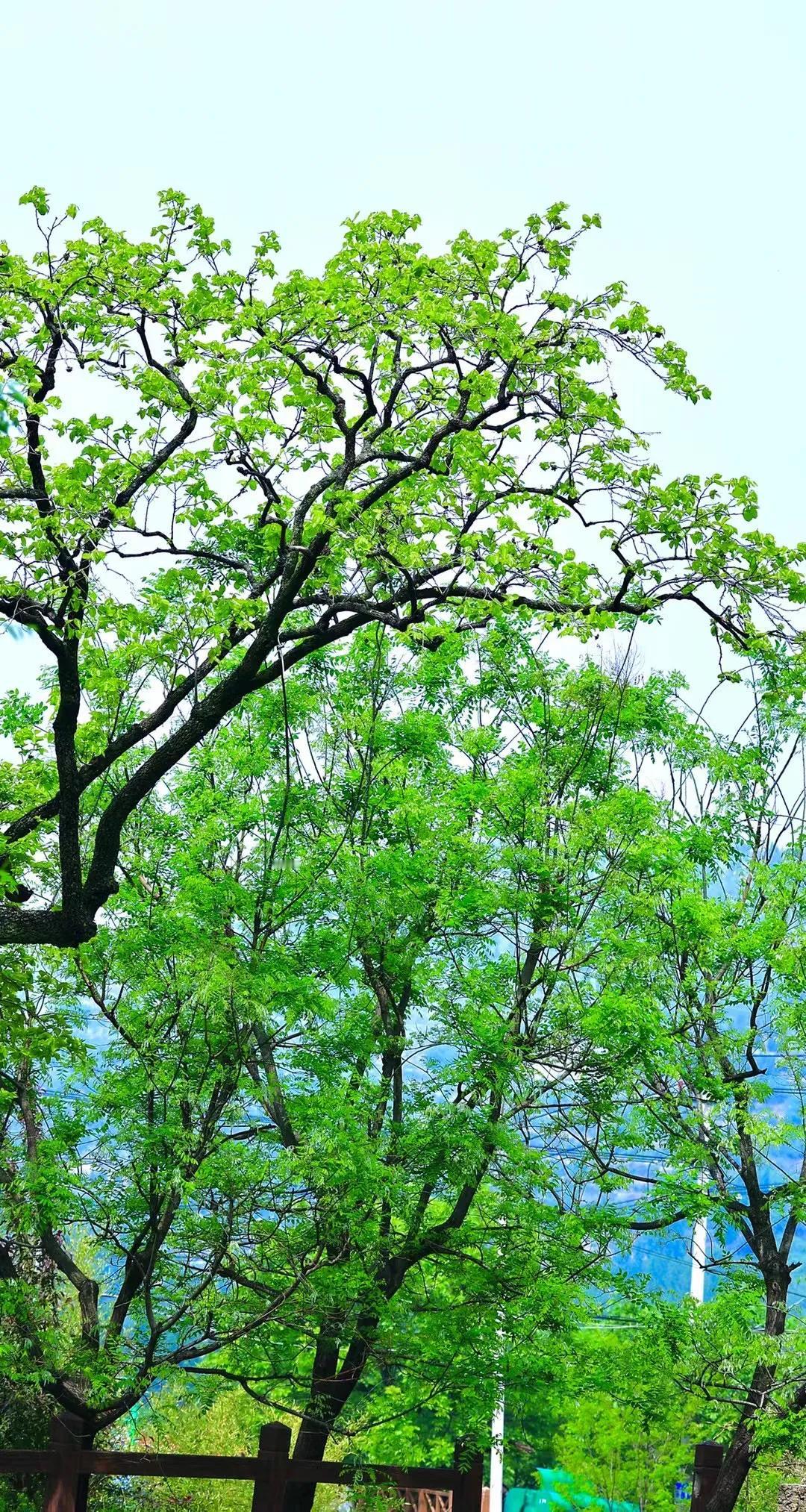 #夏日生活打卡季#
空山听鸟鸣，何处不风声。
倾耳雨落处，无暇覓苍生。