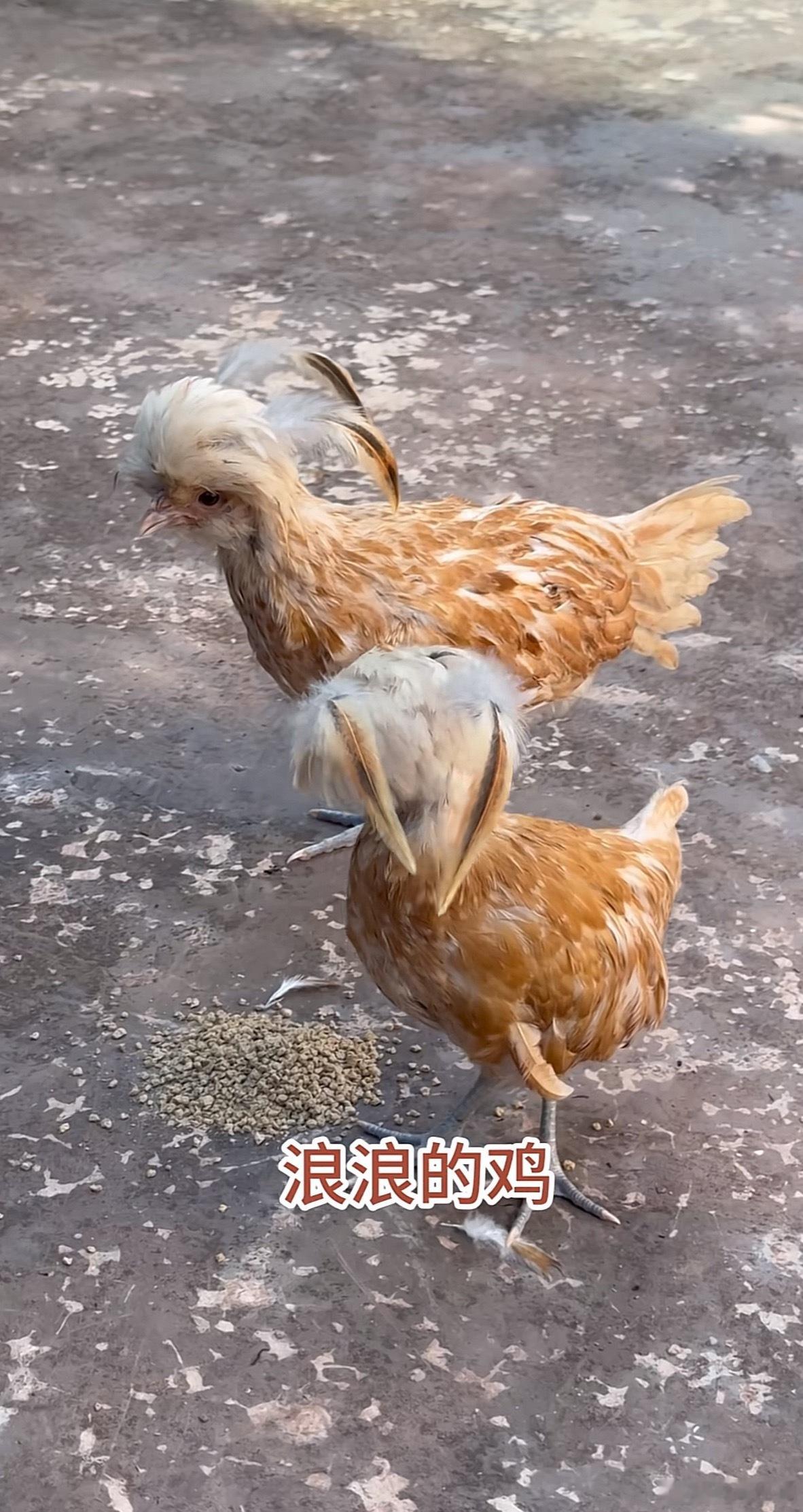 这是啥鸡啊？怪可爱呢 ​​​