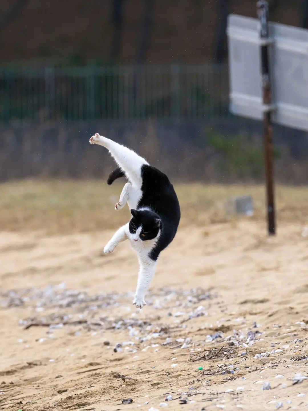 奶牛猫在秀真功夫