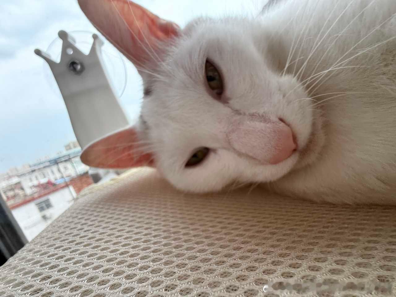 50495【丑猫】老伴我要翻身 