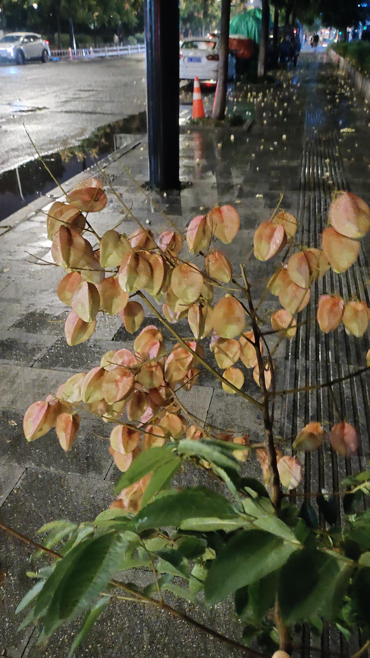 晒图笔记大赛杭州傍晚这场雷阵雨威力不小，在风雨交加的摧残下，路边到处都是栾树种子