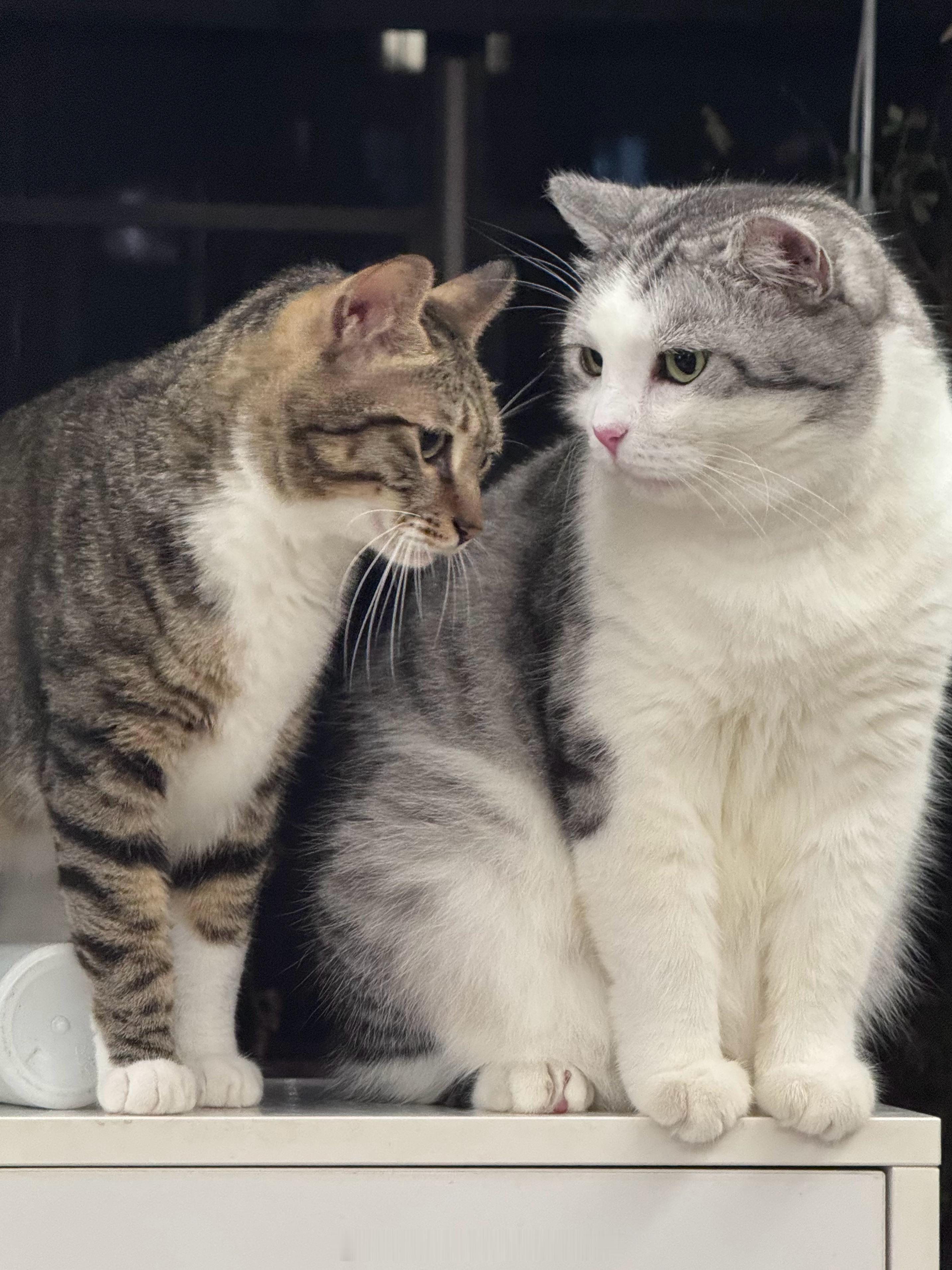 据说猫猫狗狗都喜欢情绪稳定的个体，所以成年猫不爱跟幼猫玩，成年犬不爱跟幼犬玩，我