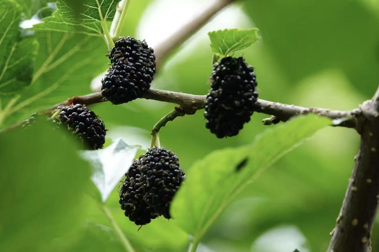 自然生长的桑葚