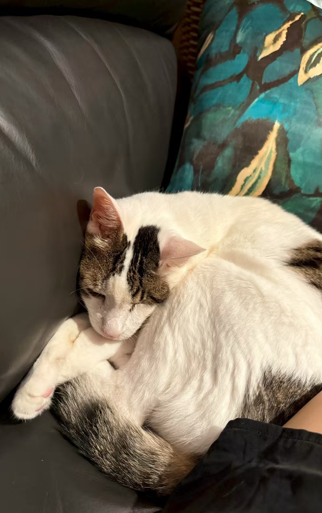 互相陪伴了十七年是什么样的感觉？！猫咪