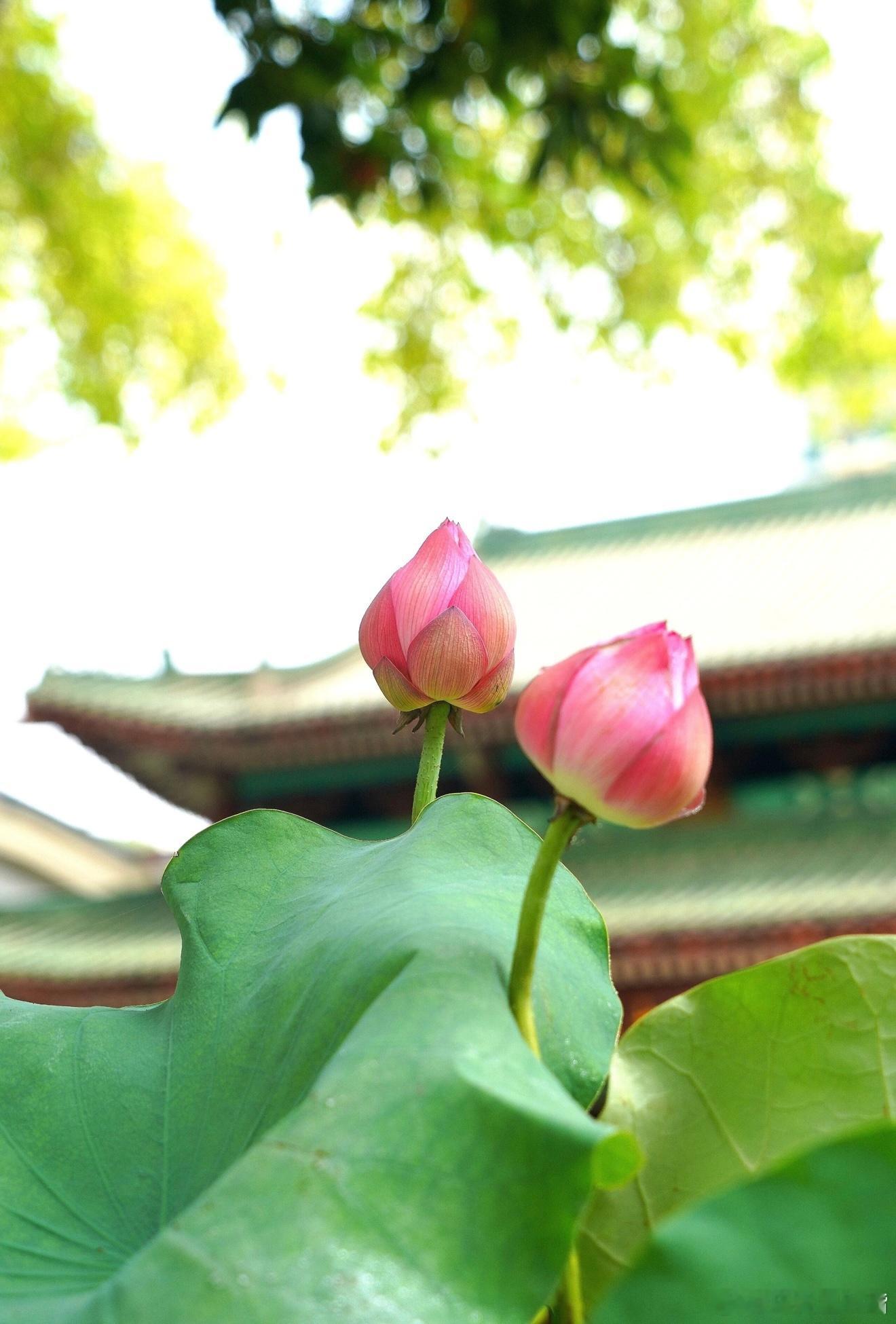 好事莫嫌晚，后登船者先上岸，是缘，总会圆出发的先后，决定不了终点的风景。耐住性子