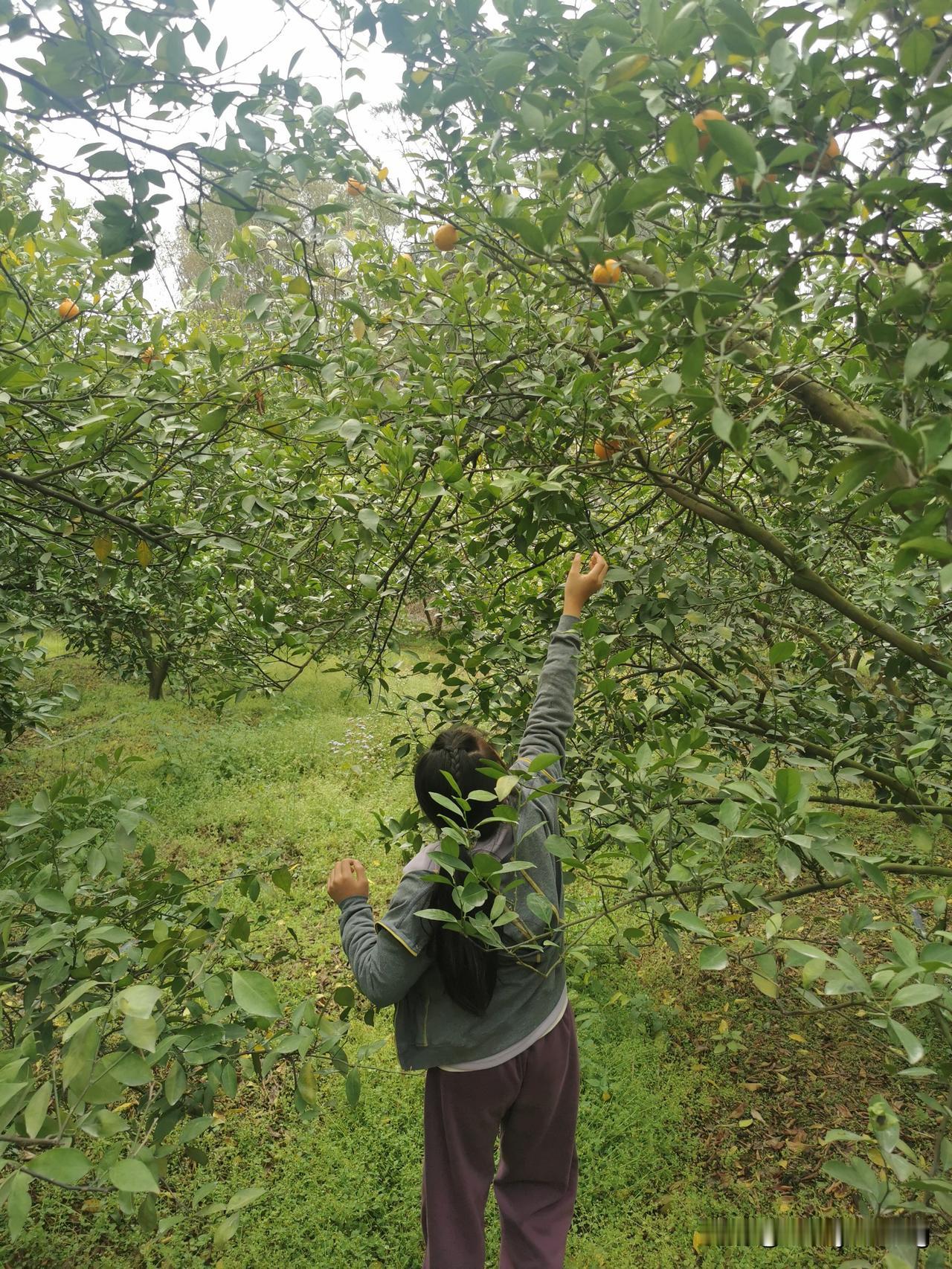 晒图笔记大赛采“桔”东篱下。