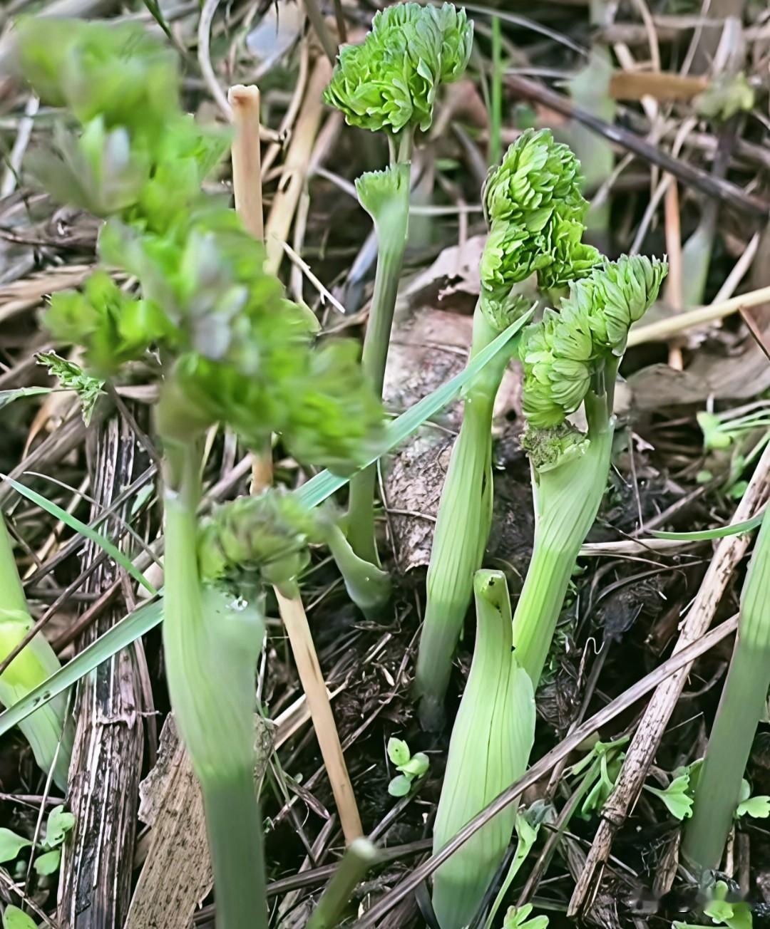 东北方言之（716）猫爪子：
它是东北山上生长的山野菜，因嫩芽卷曲像小猫爪子而得
