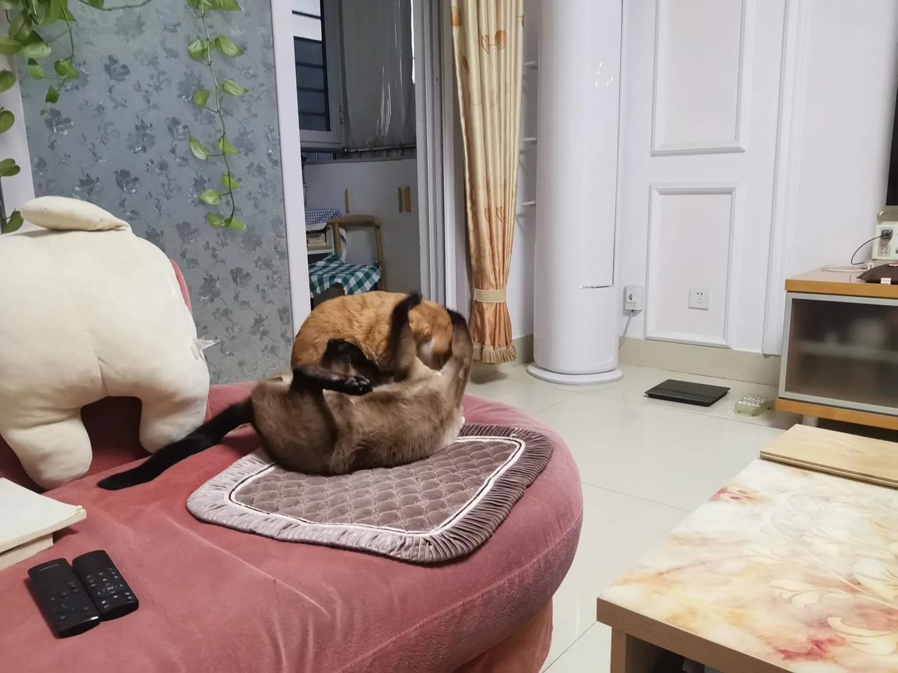 稍不留神，它俩就打的不可开交。不知道有什么可打的。
两只逗猫的日常 
我家猫咪不