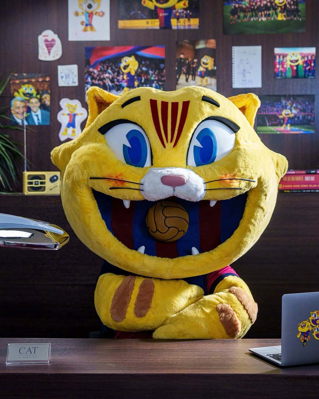 😽国际猫咪日，为咪庆祝🎉🐾不知不觉中咪咪大王已经陪伴culer萨迷 245