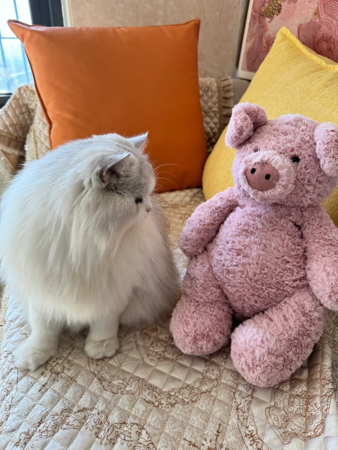 我的巴猪来了🐷Jellycat🐷