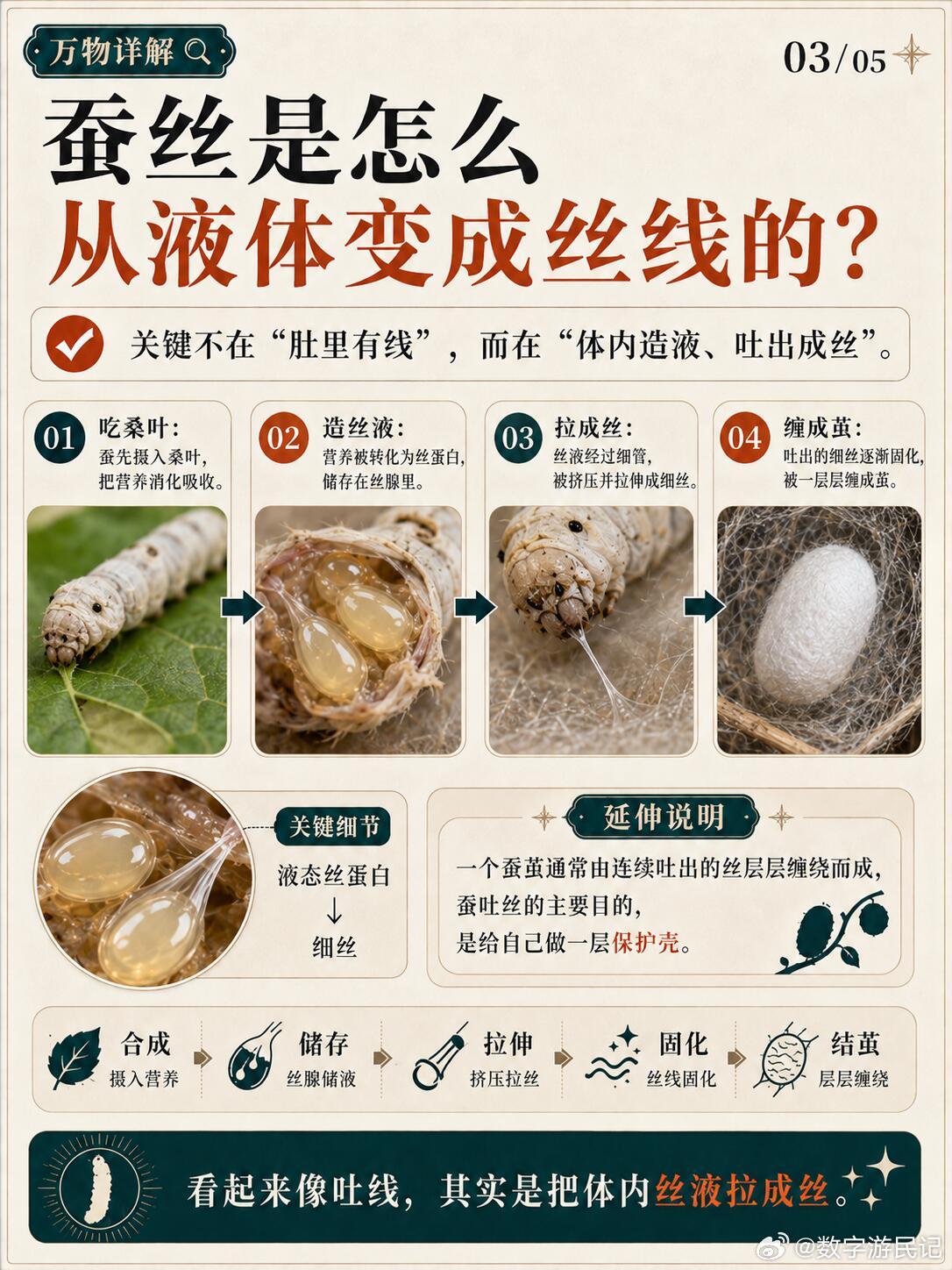 蚕肚子里真的藏着一卷丝线吗？很多人可能以为，蚕的肚子里藏着一卷细细的丝线，需要结