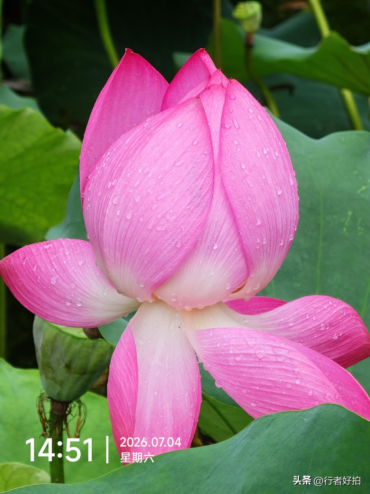 好运莲莲