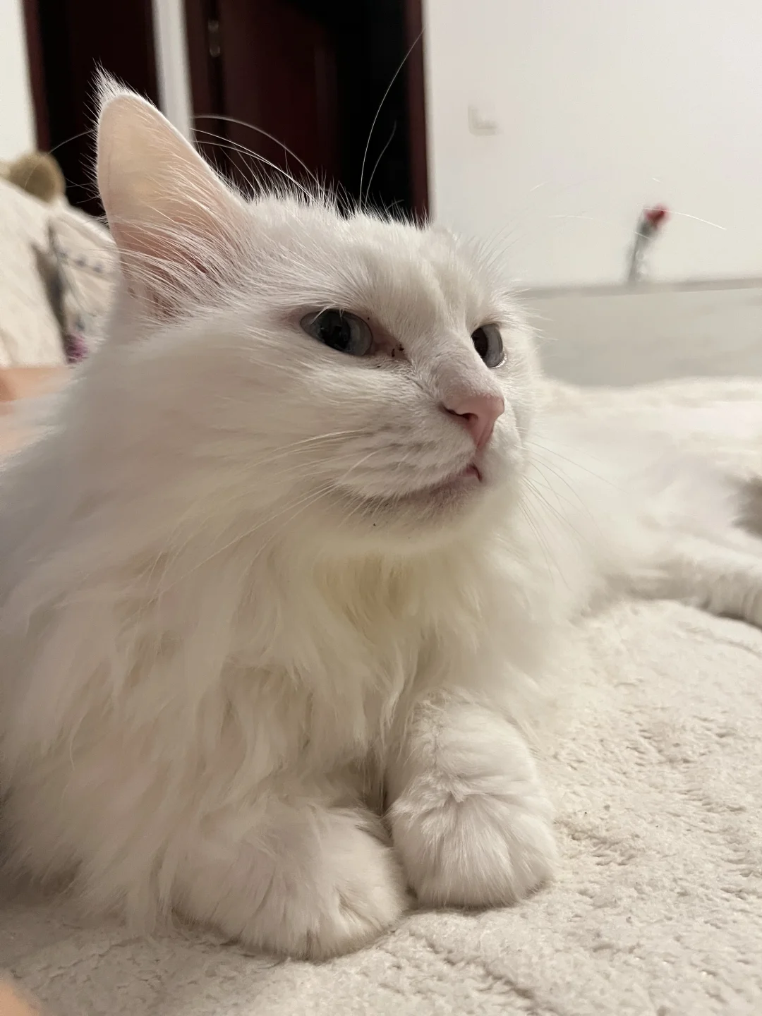 粘人小猫啵啵子上线