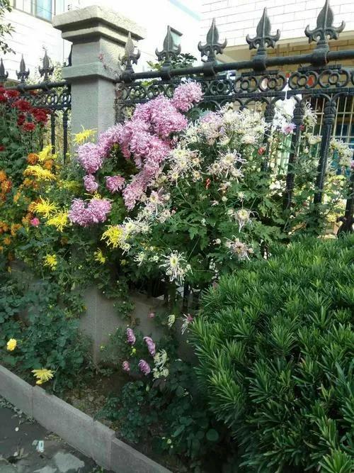 上联：邻院菊开，香风扑面逾墙至；
下联：诗友请[玫瑰][玫瑰]
#新韵旧体诗词和