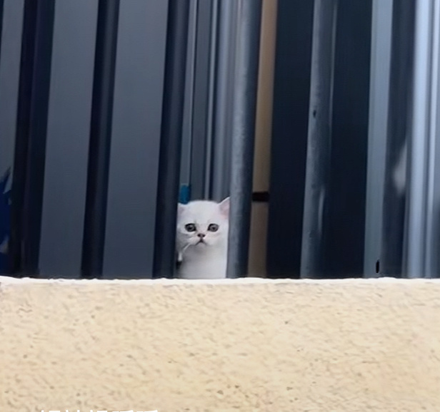 谁说做羊了，就不是猫咪了 肖战齐夏