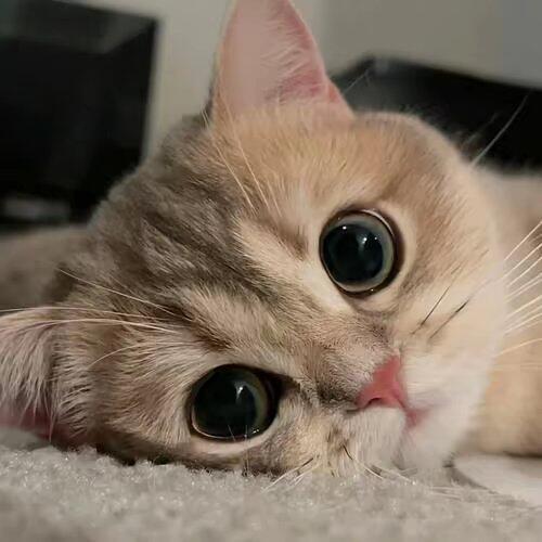 𝙒𝙚𝘾𝙝𝙖𝙩|小众猫咪头像||🐾 喵″☾⋆⁺₊#头像##猫咪# ​