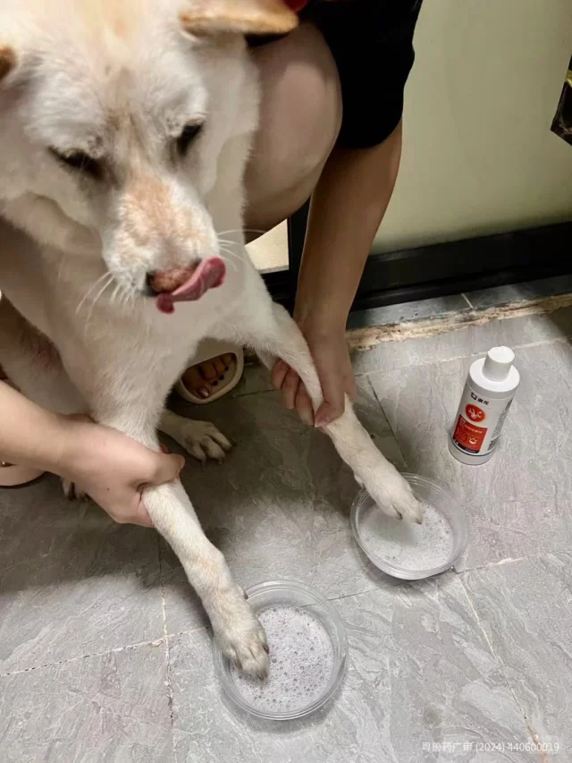 狗狗趾间炎狂咬？我这样给狗狗泡脚