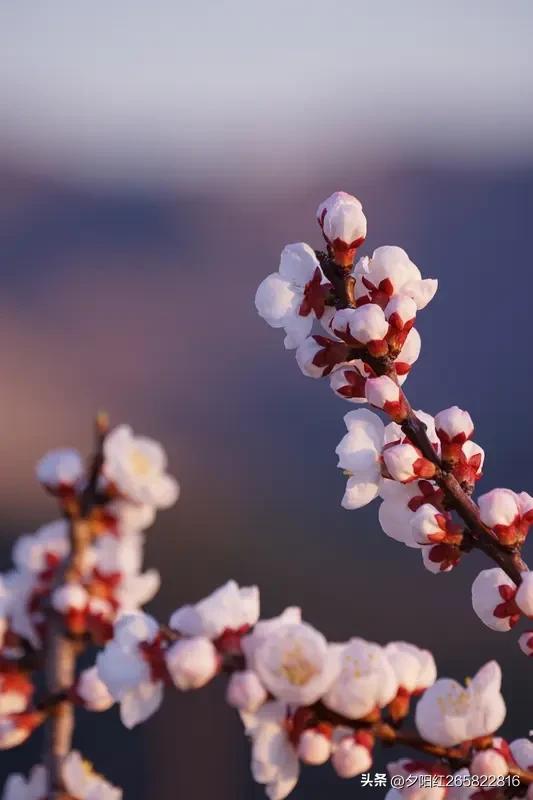 《杏花春雨》
杏花初绽韵盈枝，
雨润香腮正入时。
风拂娇颜添秀色，
云拥粉影惹幽