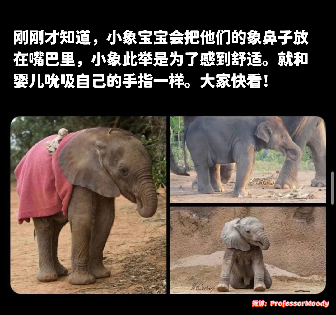 小象可爱捏(◍´꒳`◍) 