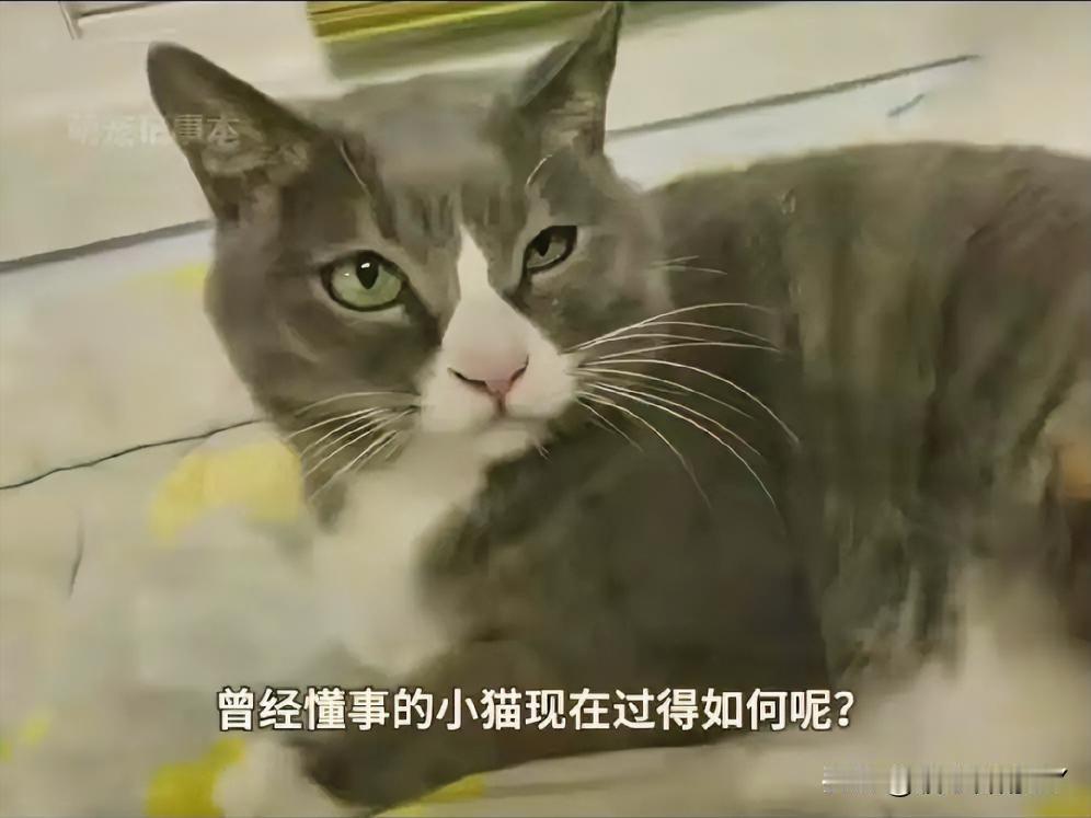 暖心后续！曾守着妈妈7天7夜的流浪小狸猫，如今已是幸福老猫

还记得那只啃石头，