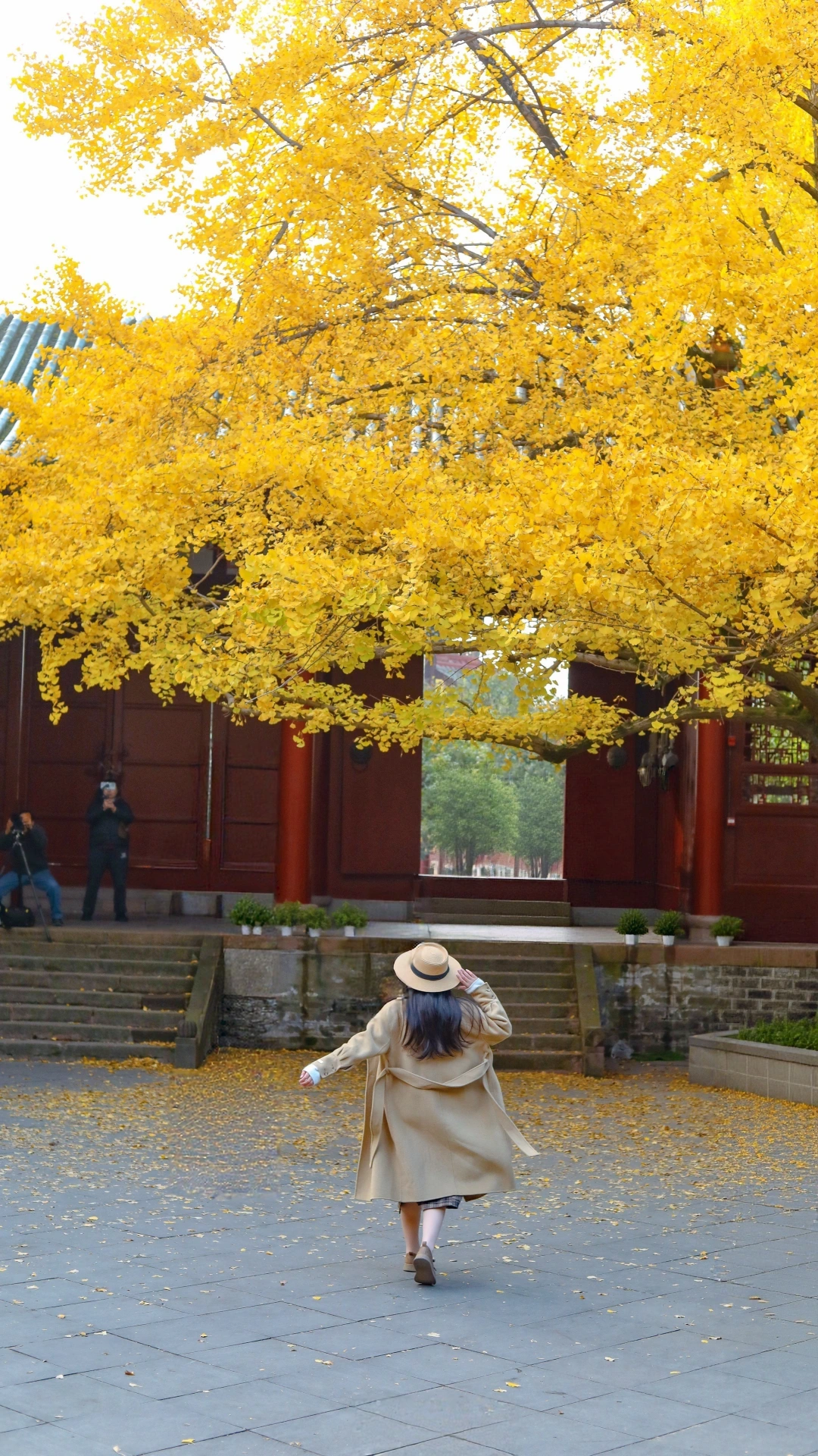 成都周边开车直达！古风拍照📸赏银杏天花板！