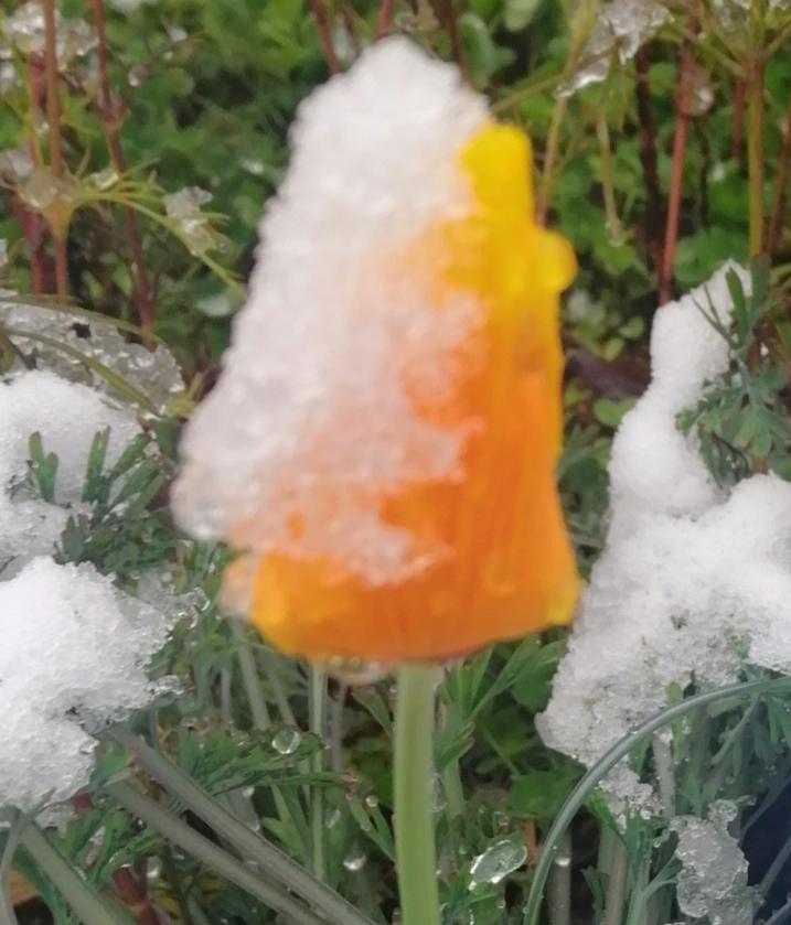 冬，黃花雪染白。秋盡冬來，天道自然，突降雨雪即成冰，雪染麗花一夜之間冰掛白頭，山