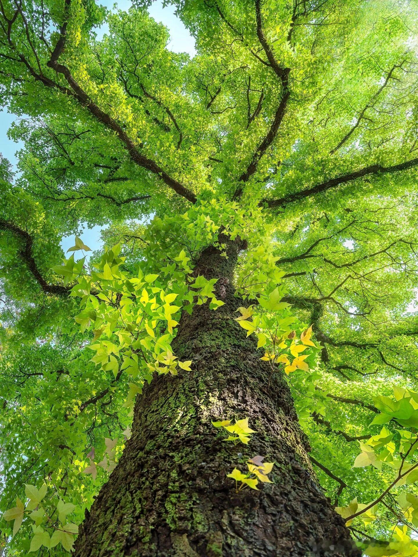 不必纠结完美，只管勇敢启程。早安，每一个你！早安心语早安早安