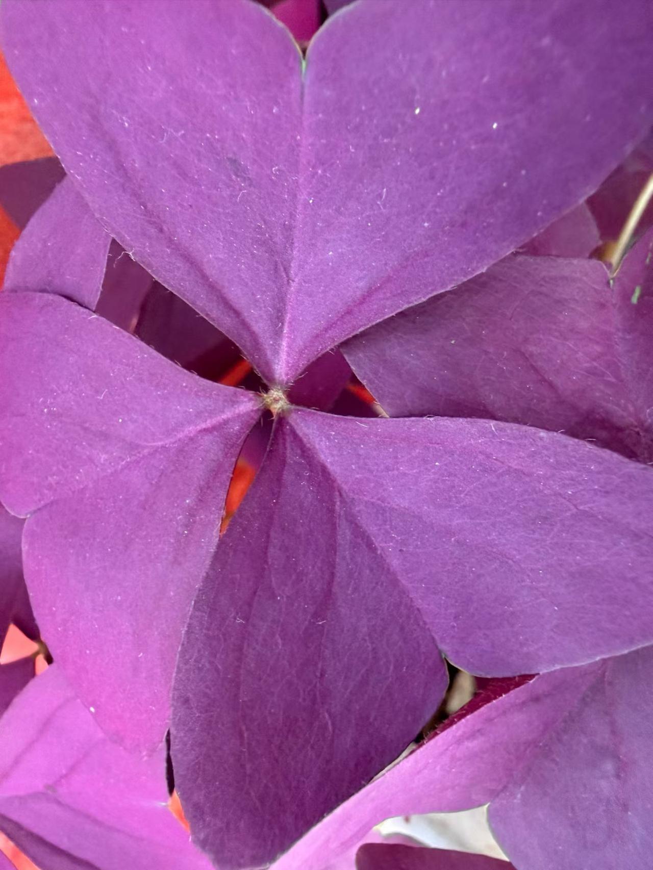 观赏您拍摄的花朵