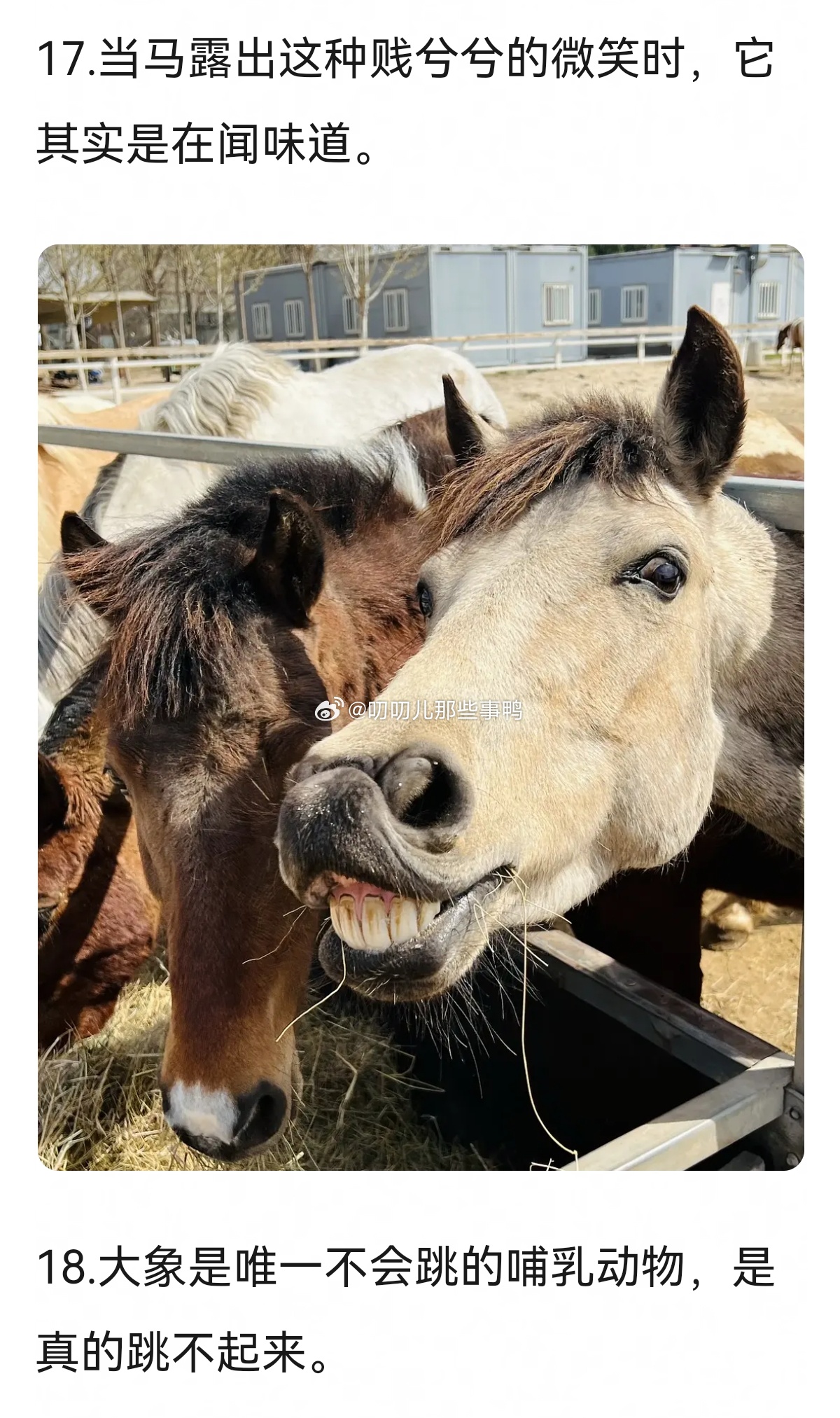 学习一些动物冷知识牛～