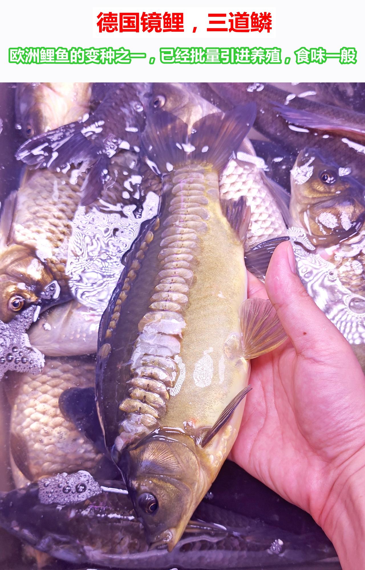 德国镜鲤，三道鳞，欧洲鲤鱼的变种之一，已经批量引进养殖，食味一般。