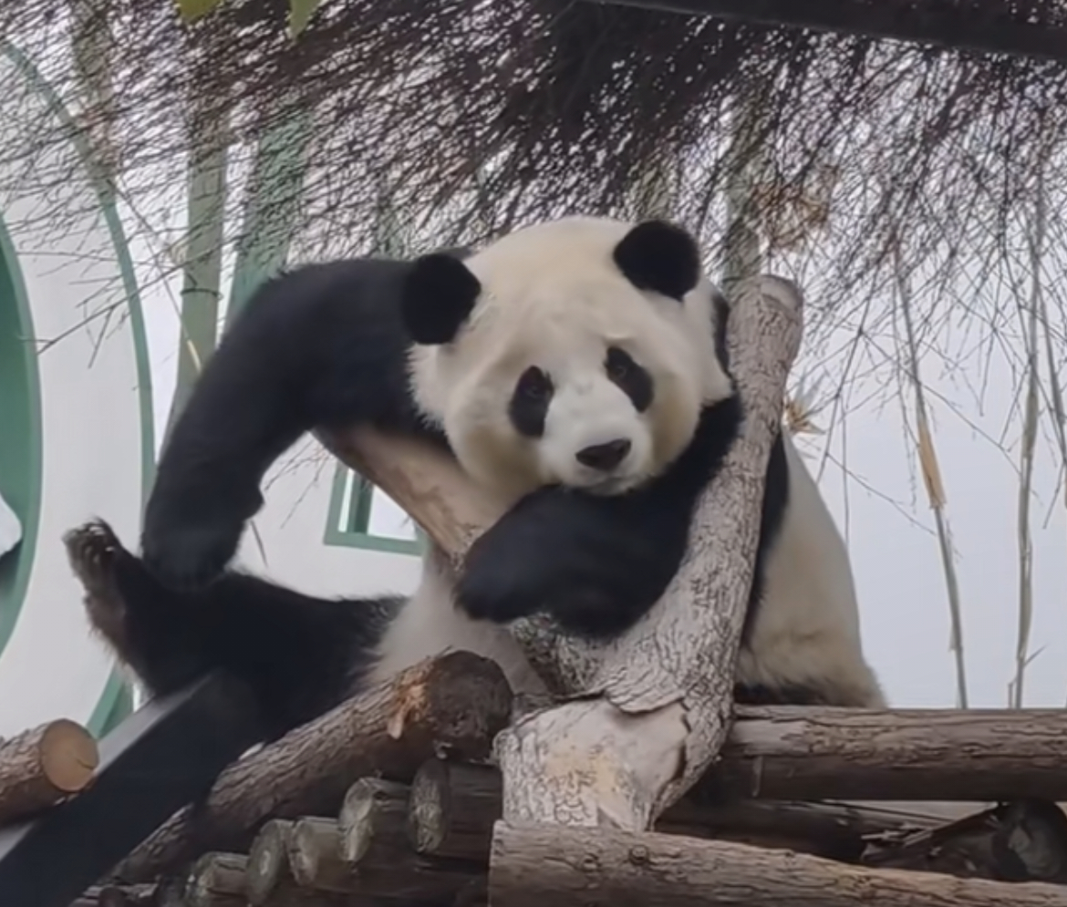 盟盟又愁啥了？🐼 