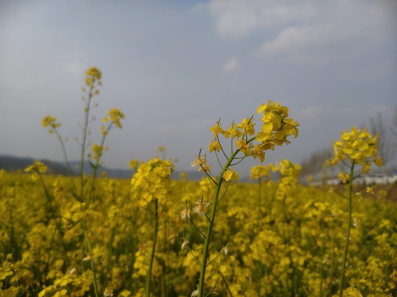 我相册里最近拍的花是小区里的月季花。那天路过，被它的艳丽吸引，就顺手拍了下来。这