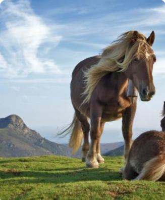 马
马（学名：Equus ferus caballus）是一种广泛分布于全球的草