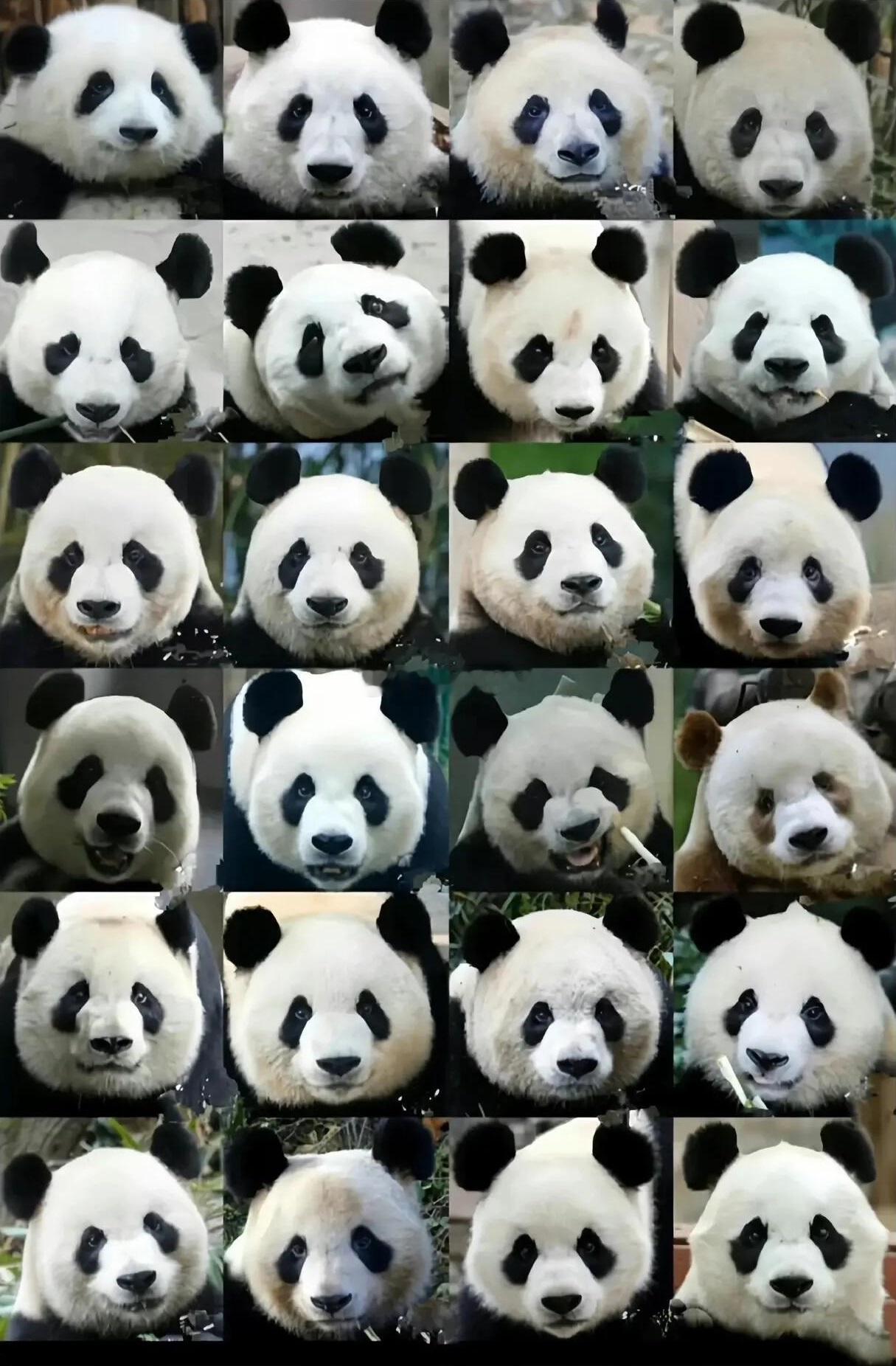如果不看名字，你能认出几只熊猫？ ​​​