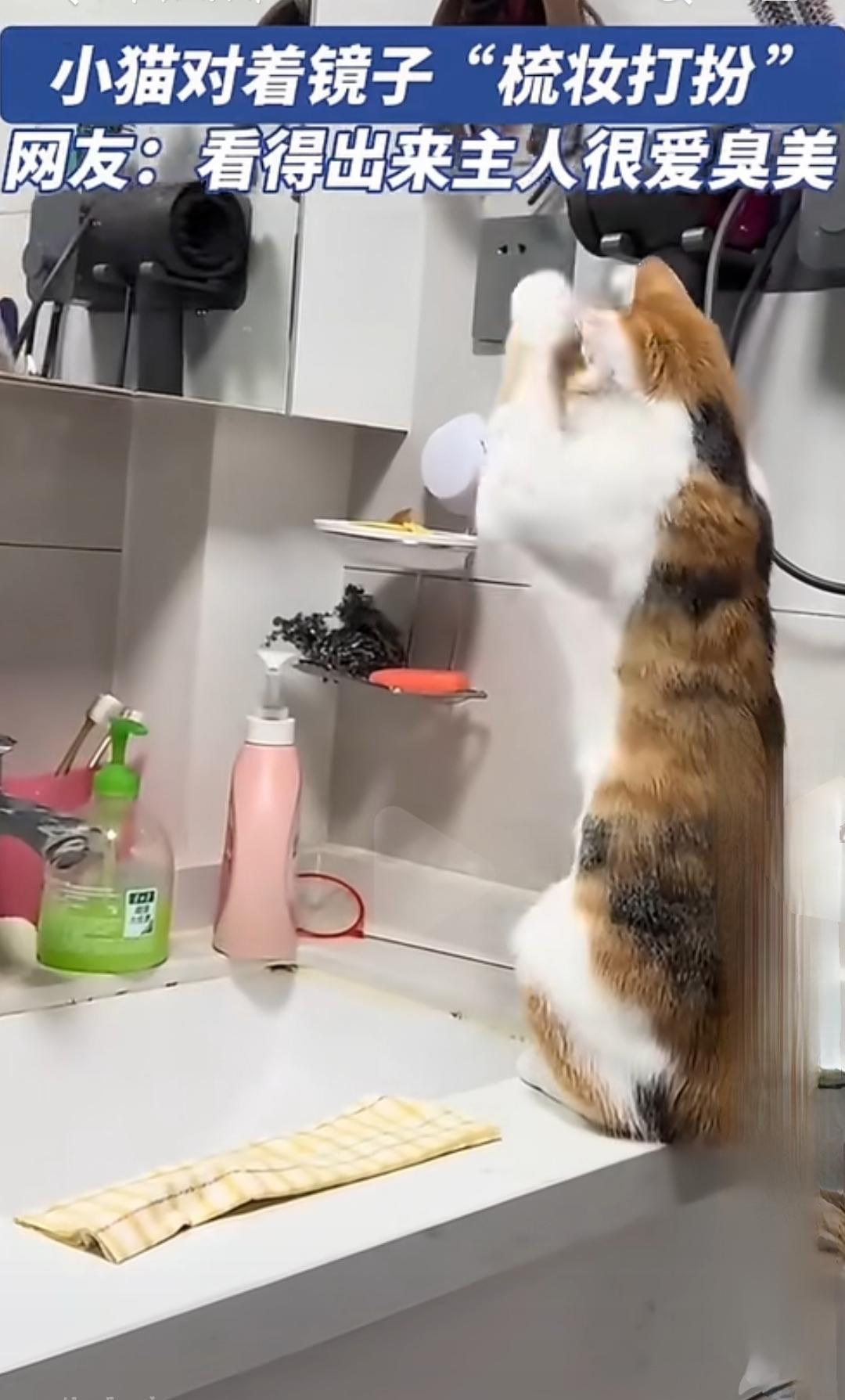 小猫对着镜子“梳妆打扮”，网友：看得出来主人很爱臭美！

你有没有发现，宠物们的