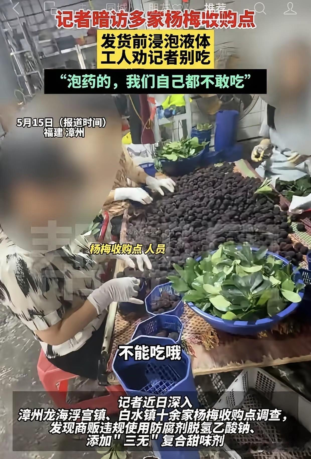 福建漳州记者暗访杨梅收购点，发现新鲜杨梅竟然是用“甜蜜素”泡出来的。记者说：“我