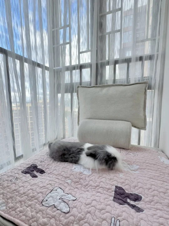 放晴了🌤️小猪🐰睡得很安心。