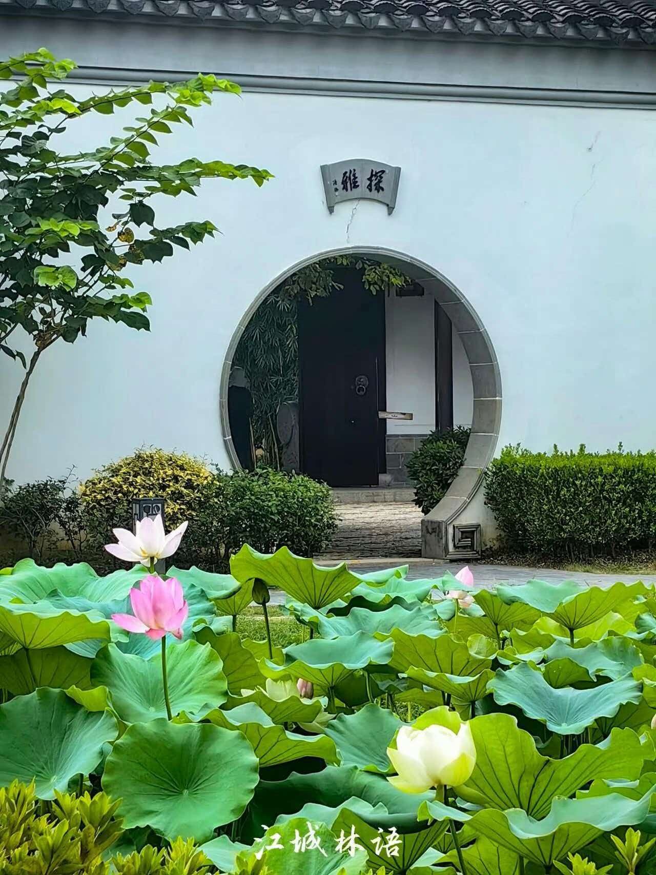 来武汉微度假玩乐园 【从公园火到餐桌！武汉把荷花玩出“花”】武汉夏日浪漫被荷花承