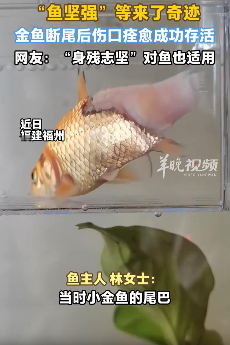 “太神奇了！”福建福州，女子在家里养了一条金鱼，一觉醒来却发现金鱼断尾了，甚至连