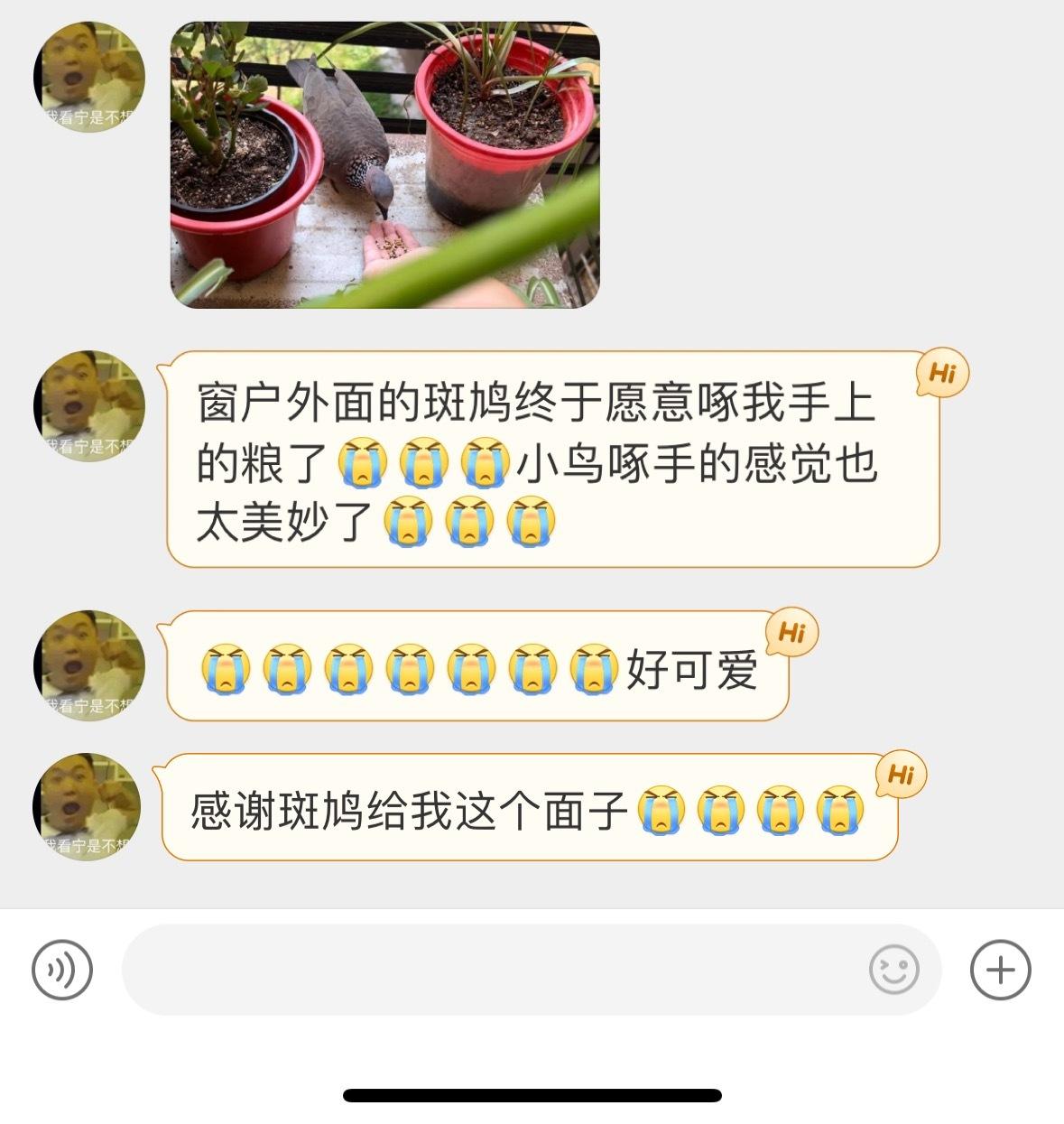 嗟来之食 麻雀都不吃！珠颈斑鸠是真不挑，心也大… ​​​