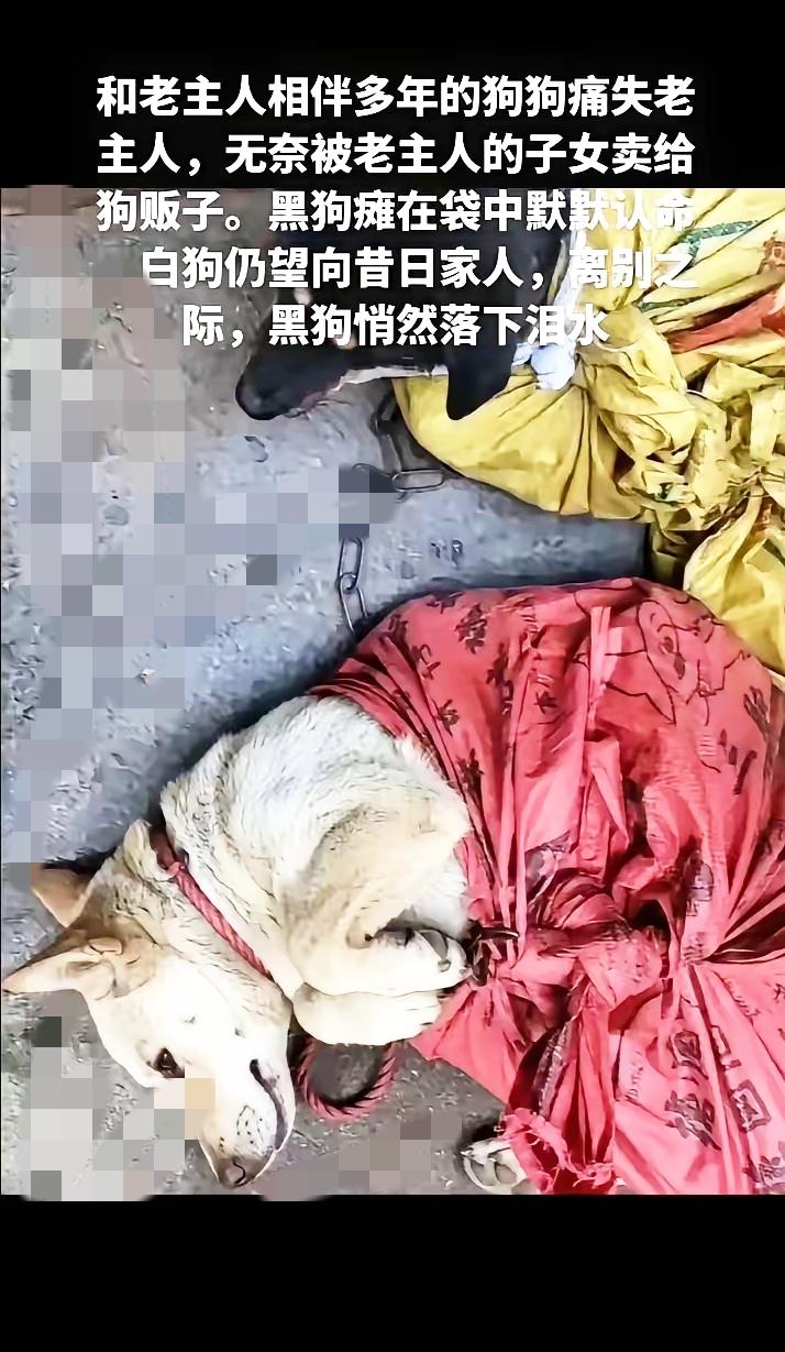 明明听过老人临终叮嘱，转头就把陪伴老人的狗狗转手卖给商贩，这件事真的戳痛无数普通