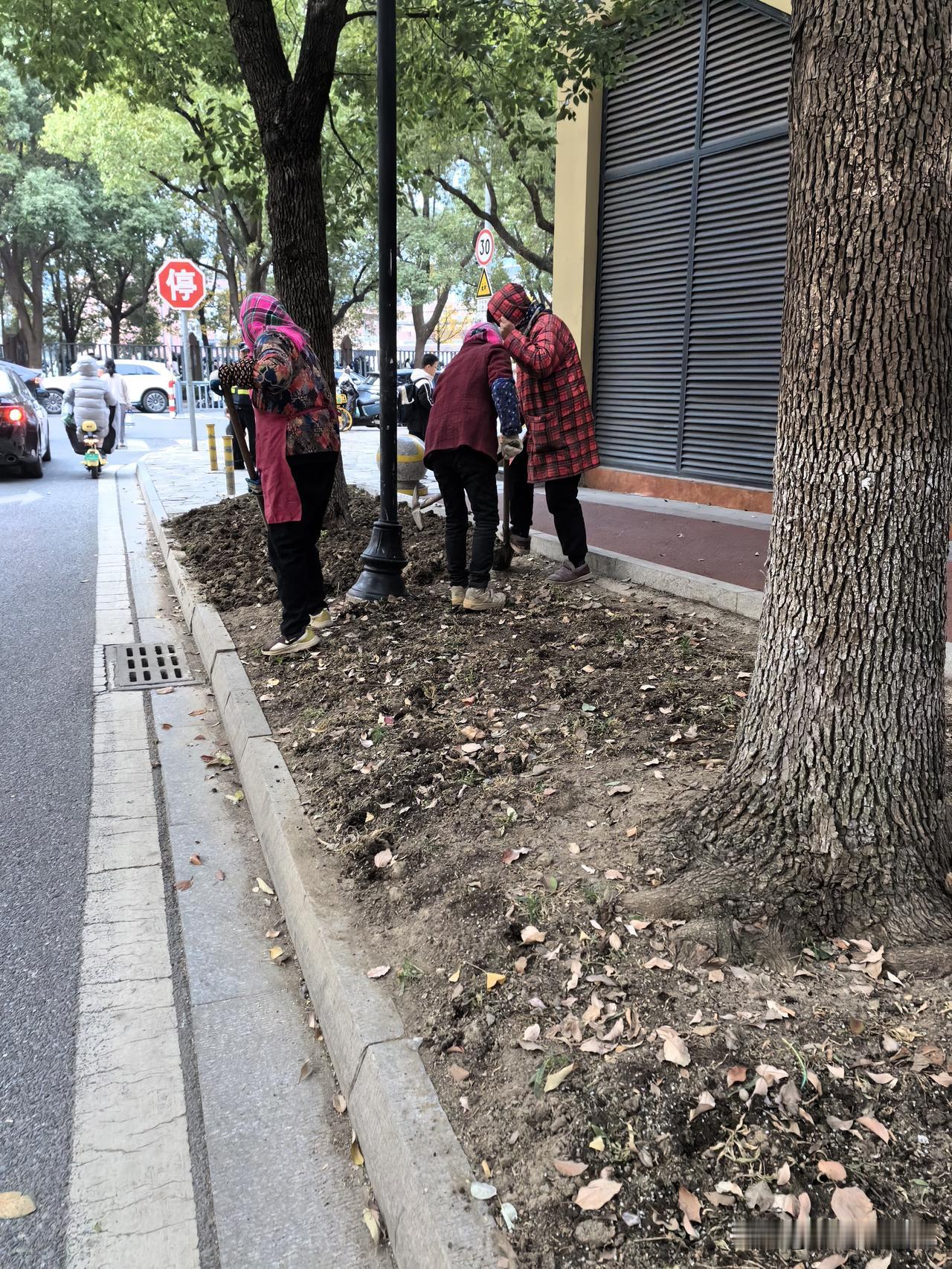 今日随笔
这是一片神奇的土地，早上一出门，就遇到一群苏州阿姨在翻腾这片土地，又准