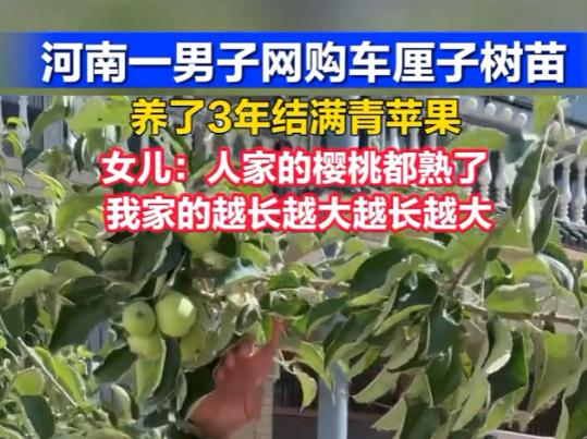 笑不活了！近日河南，男子网购了一颗车厘子树苗，精心栽培了三年却怎么也不结果，家里
