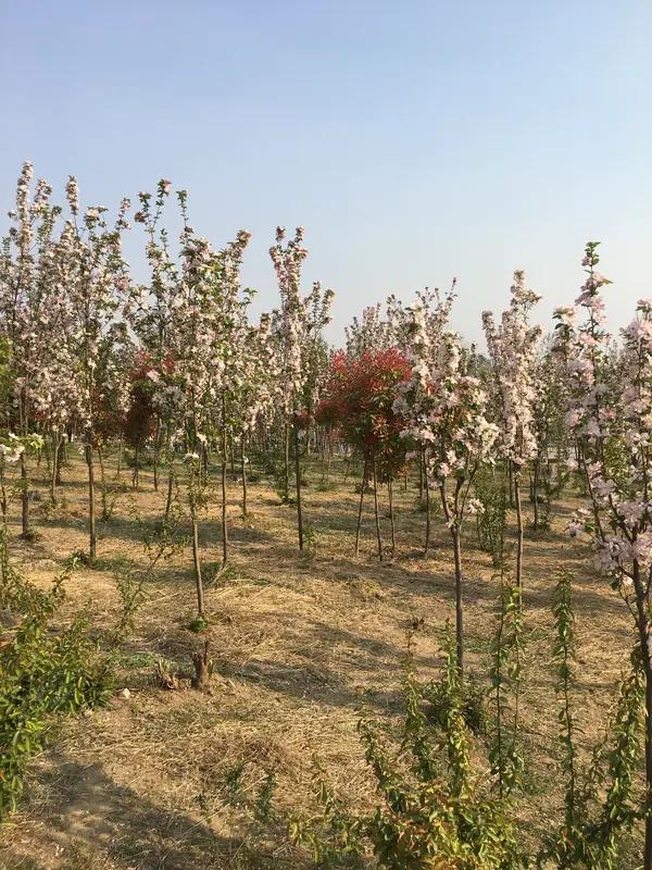 我超爱在海棠花树下拍照！3月23日，贵州清镇红枫湖畔的百亩海棠花园迎来盛花期，粉