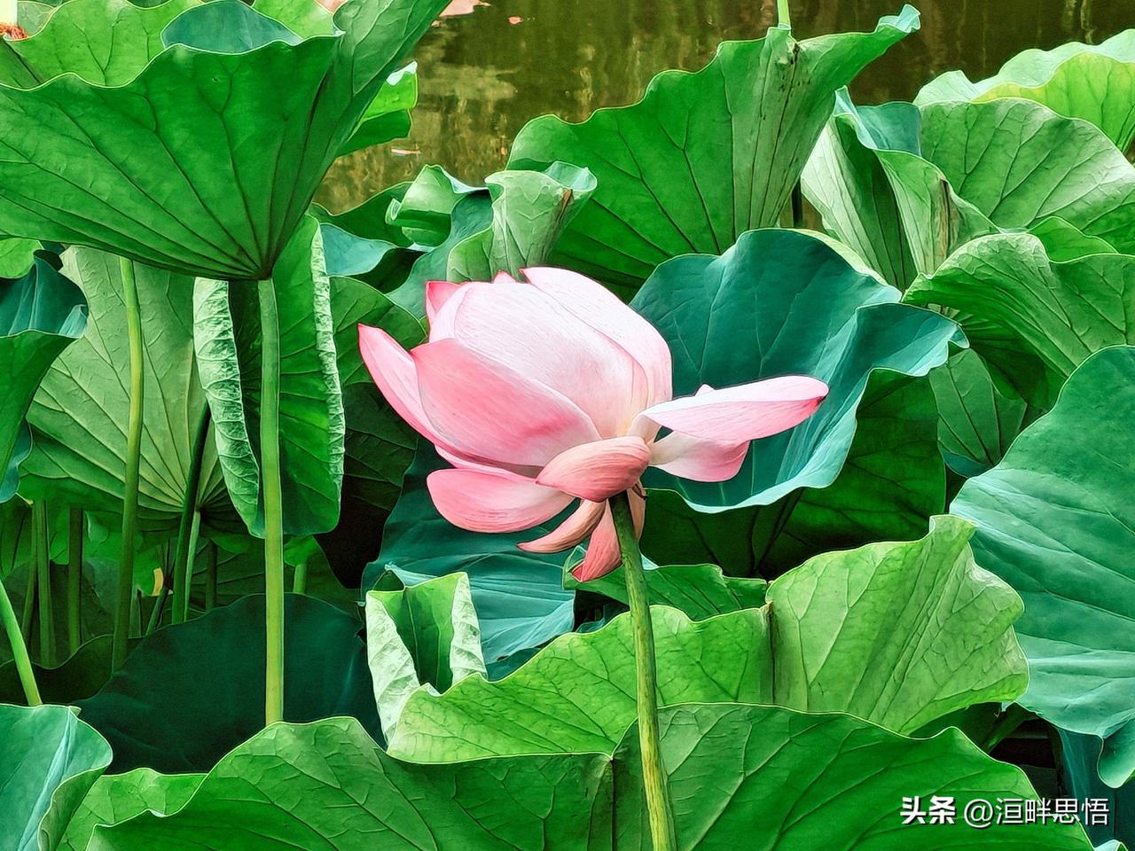 碧荷香满池，粉蕊映清波。